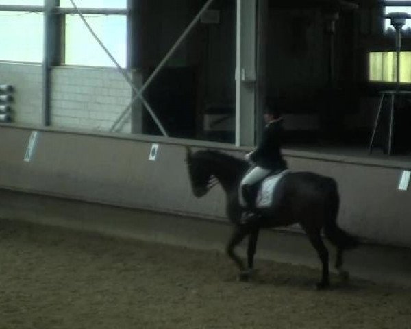 dressage horse All About Paul (Rhinelander, 2001, from Abanos)