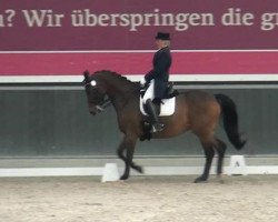 dressage horse Floribeau (Rhinelander, 2005, from Florestan I)