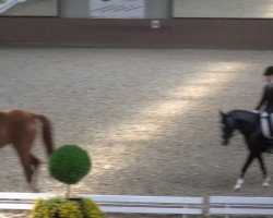 dressage horse Lucky Starlight (Rhinelander, 2004, from Lanio)