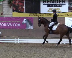 dressage horse Rubinchen BE (German Riding Pony, 2000, from Rubioso N)