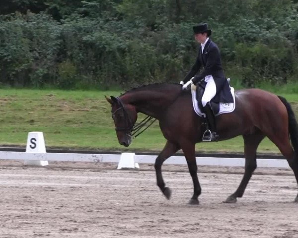 dressage horse Domjunge (Rhinelander, 2001, from Donnerschlag)