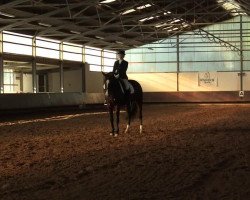 dressage horse Rocket Queen (Rhinelander, 2002, from Rocket Star)