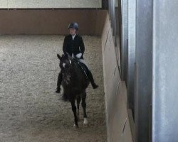 dressage horse Legs 2 (Rhinelander, 2000, from Luzern)