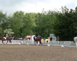 dressage horse Wilson 59 (Rhinelander, 2004, from Weltrubin)