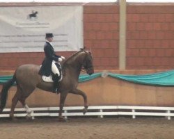 dressage horse Bandor (Rhinelander, 2001, from Breitling W)