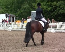 dressage horse Dublin 192 (German Riding Pony, 2005, from Don Joshi)