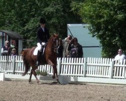 dressage horse Brantops Capris-Daylight N (German Riding Pony, 2001, from Brantops Capri Sun)