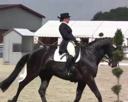 dressage horse Dark Magic SE (Rhinelander, 2004, from Depardieu 11)