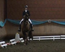 dressage horse Lord Percy (Rhinelander, 2006, from Lord Loxley I)