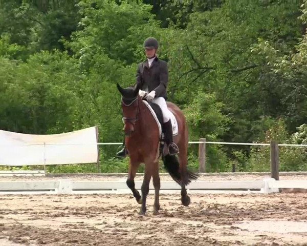 dressage horse Fair Lady 360 (Rhinelander, 2007, from Floribot)