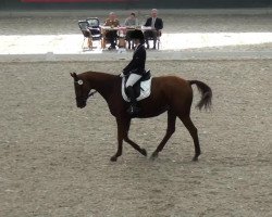 dressage horse D'Abana (Rhinelander, 2007, from Daddy Cool)