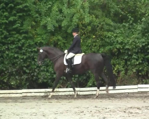 horse Florina M (Rhinelander, 2002, from Fidermark)