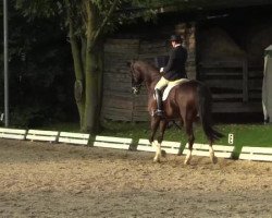 dressage horse Figo M (Rhinelander, 2003, from Fidermark)