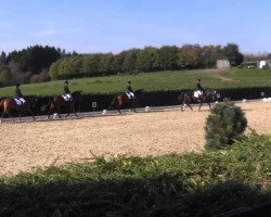 dressage horse Davina 122 (Rhinelander, 2005, from Don Bedo I)