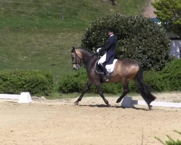 dressage horse Three-Stars Valentin (German Riding Pony, 2002, from Three-Stars Valino)