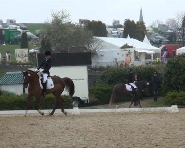 dressage horse Atreyou (Rhinelander, 2006, from Arpeggio)