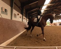 dressage horse Ferdinand 225 (Rhinelander, 2004, from Fürst Heinrich)