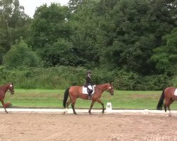 dressage horse Colonius (Rhinelander, 2001, from Co-Pilot)