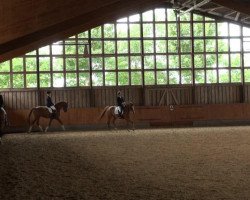 dressage horse Stella 897 (Rhinelander, 2007, from Sir Donnerhall I)