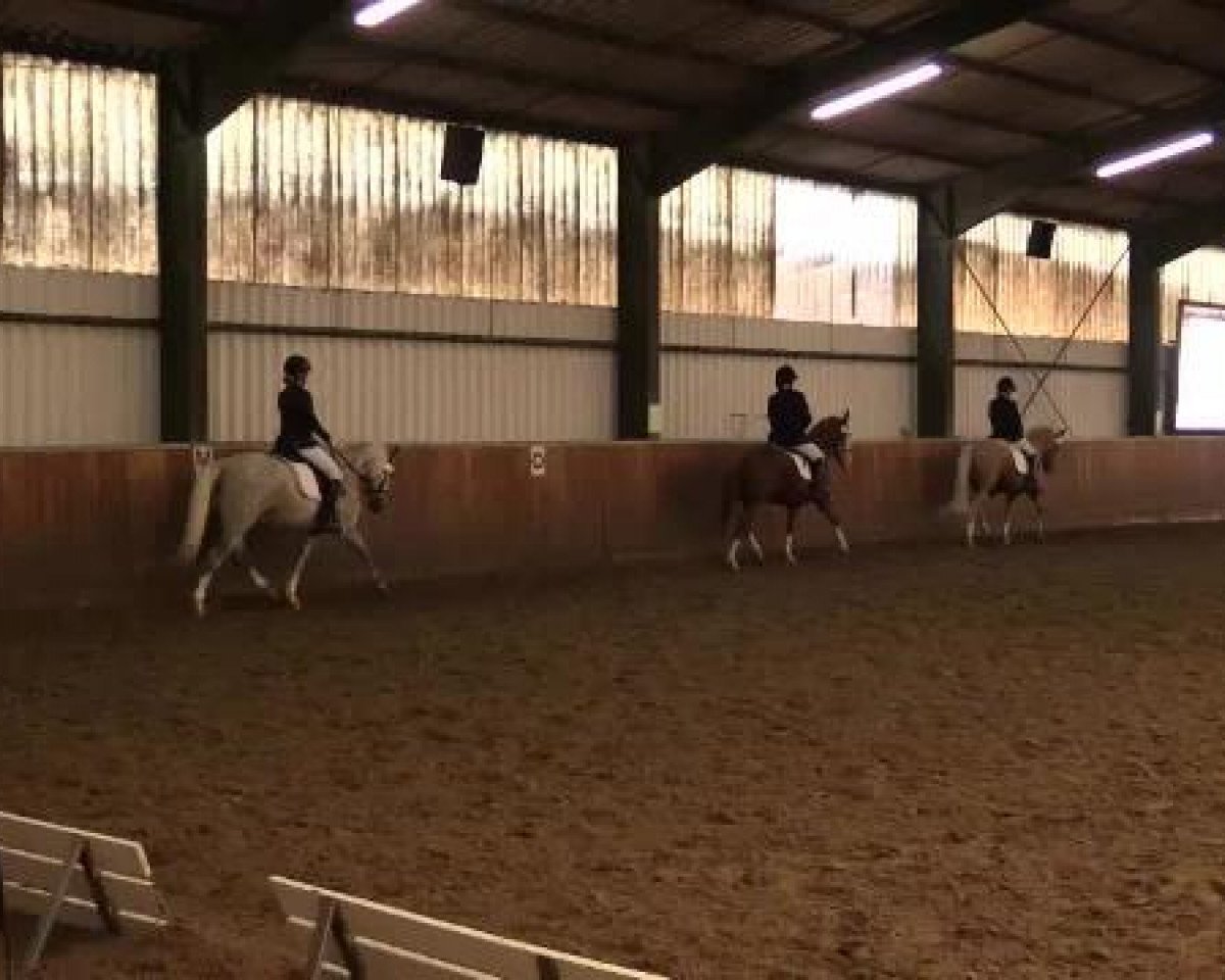 dressage horse T.J.Mo (German Riding Pony, 2000, from Durello)