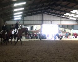 dressage horse Divina B 2 (Westphalian, 2000, from Donnerschlag)