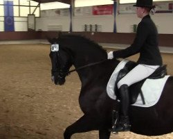 dressage horse Pescadou (Westphalian, 2000, from Potsdam)