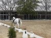 dressage horse Almost Gipsy (Westphalian, 2000, from Abano)