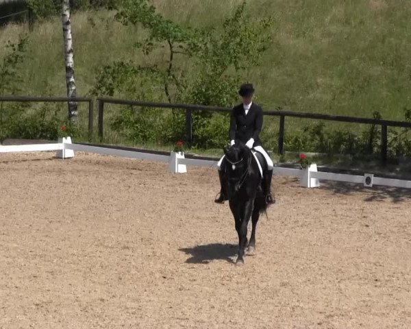 dressage horse Lazar le noir (Westphalian, 2006, from Linnert S)