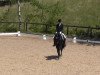 dressage horse Lazar le noir (Westphalian, 2006, from Linnert S)