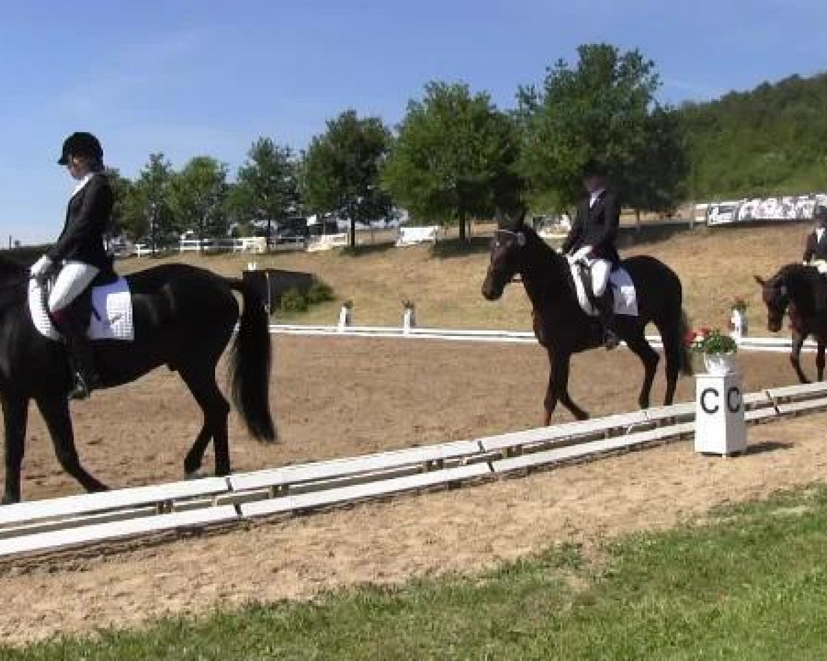 dressage horse Leo 364 (Westphalian, 2000, from Laomedon)