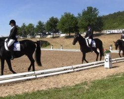 dressage horse Leo 364 (Westphalian, 2000, from Laomedon)