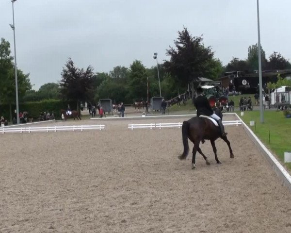 dressage horse Prima Primus (Westphalian, 2000, from Pavarotti van de Helle)