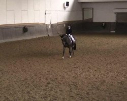 dressage horse Feldlerche (Westphalian, 2000, from Florestan I)