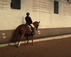 broodmare Apatchina (Westphalian, 2000, from Ad hoc)