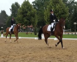 horse Ricciano V (Westphalian, 2000, from Riccione)