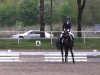 dressage horse Paddington CZ (Westphalian, 2005, from Pocalino)