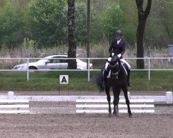 dressage horse Paddington CZ (Westphalian, 2005, from Pocalino)