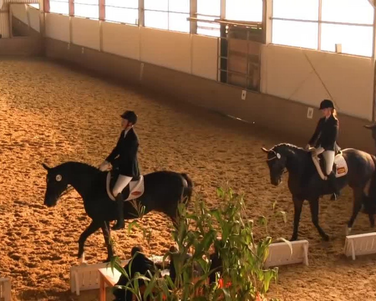 Dressurpferd de La Coeur (Westfale, 2004, von Damon Hill)