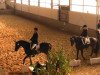 dressage horse de La Coeur (Westphalian, 2004, from Damon Hill)