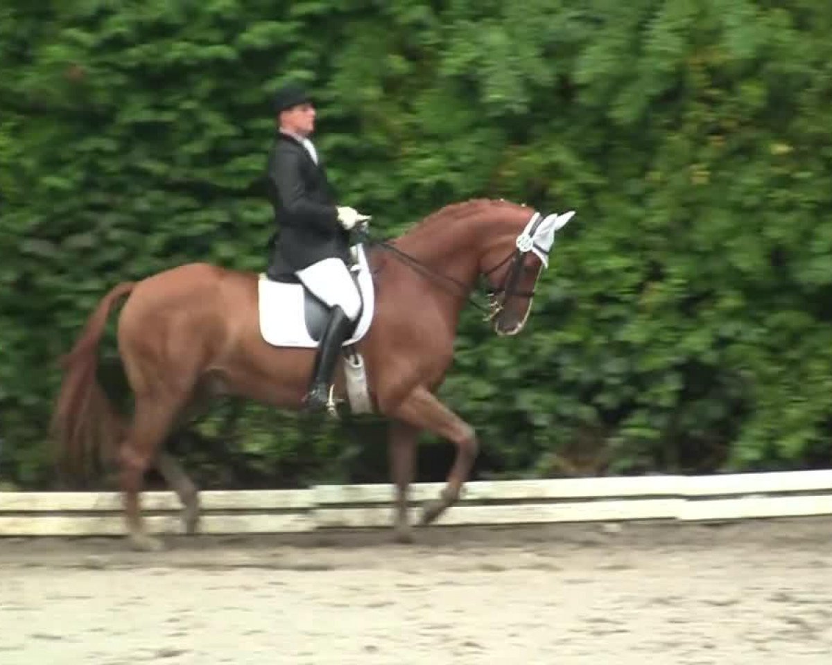 Dressurpferd Florenciano 5 (Westfale, 2005, von Florencio I)