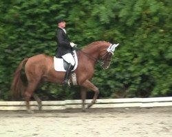 dressage horse Florenciano 5 (Westphalian, 2005, from Florencio I)