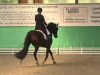 dressage horse Ziro's Diamond (Westphalian, 2006, from Dark Fire)