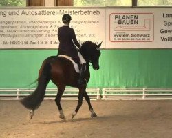 dressage horse Ziro's Diamond (Westphalian, 2006, from Dark Fire)