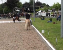 dressage horse Mirage S (Haflinger, 2003, from Maestro)