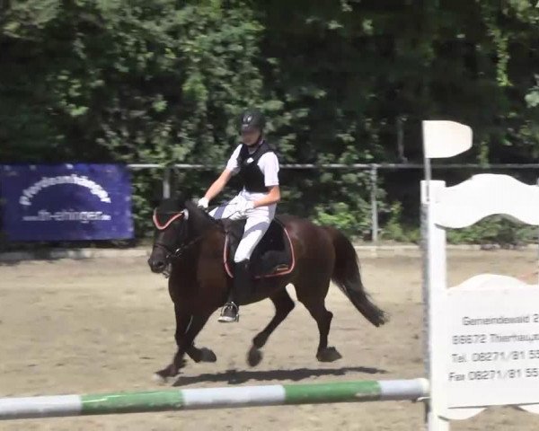 Springpferd Dancer (Deutsches Reitpony, 2001, von Donnerblitz)