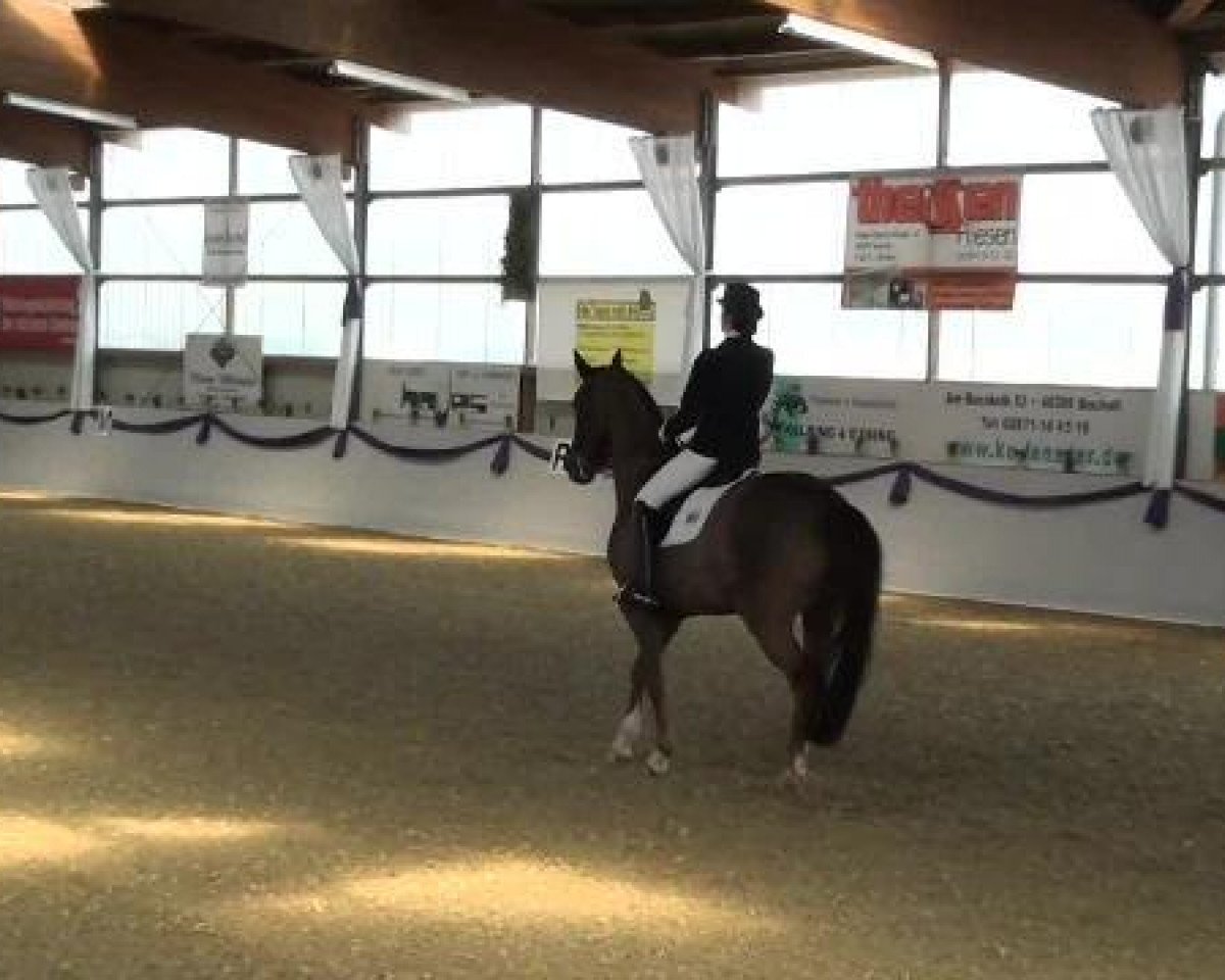 dressage horse Feiner Willy (Westphalian, 2004, from Fidermark)