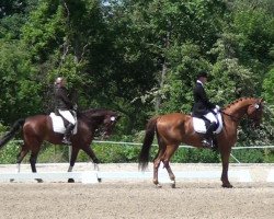 dressage horse Rudiamo (Westphalian, 2000, from Ratinho)