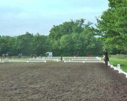 dressage horse Rintintin S (Westphalian, 2007, from Rock Forever NRW)