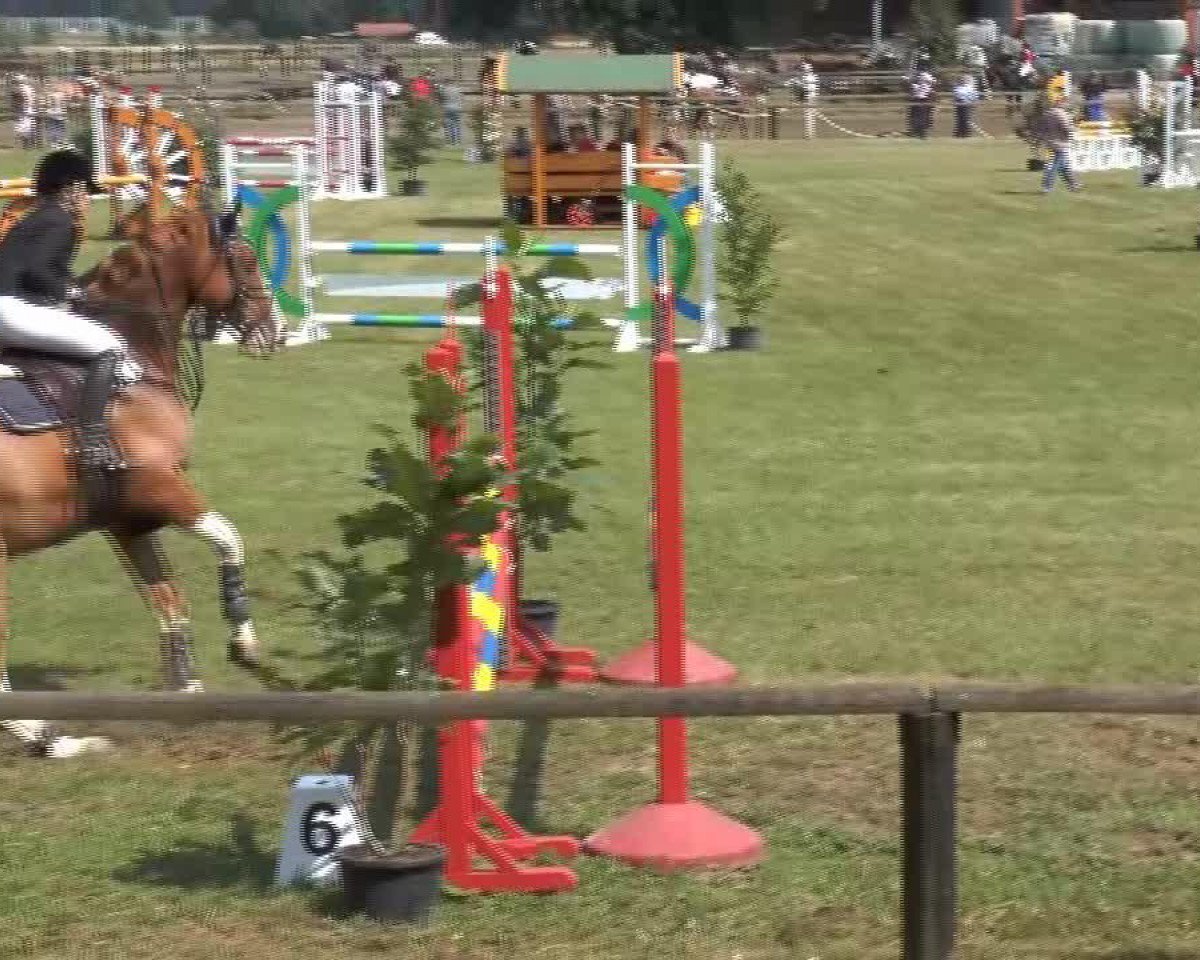 Springpferd Legolas 133 (Westfale, 2005, von Lissabon 29)