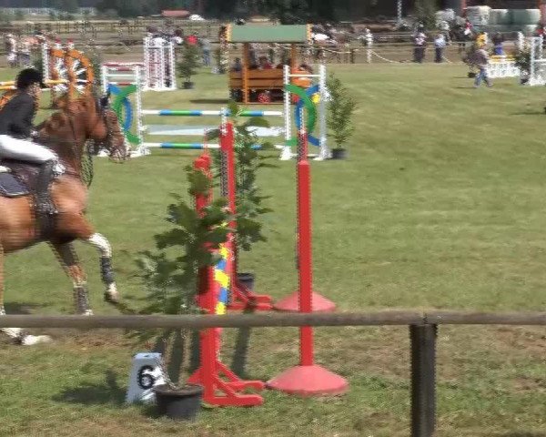 Springpferd Legolas 133 (Westfale, 2005, von Lissabon 29)